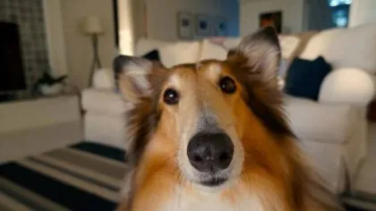 Tu perro te quiere 8 senales de que confianza en ti