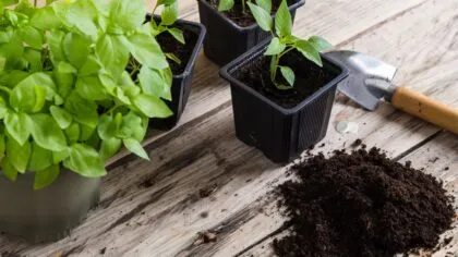 5 usos de la aspirina para tus plantas