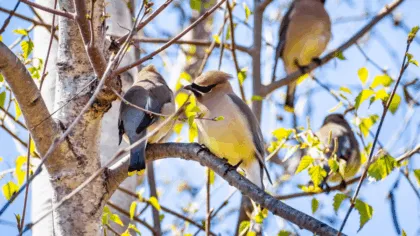 Aves ebrias pajaros alas de cera
