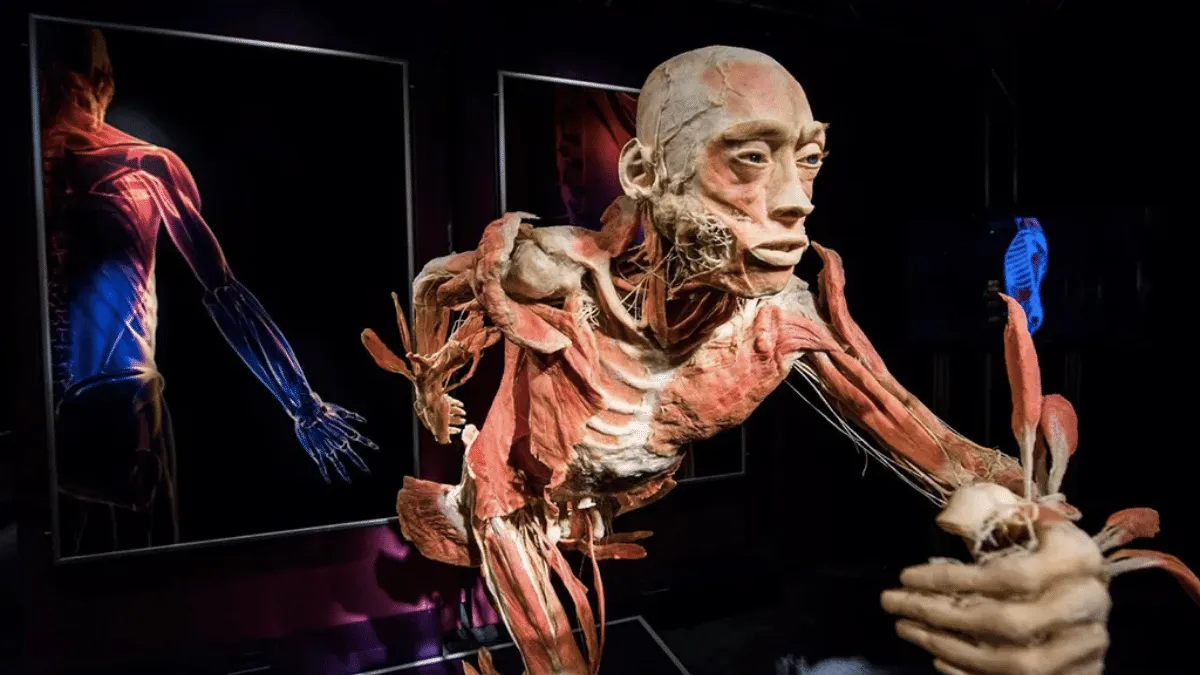 Exposicion Our body