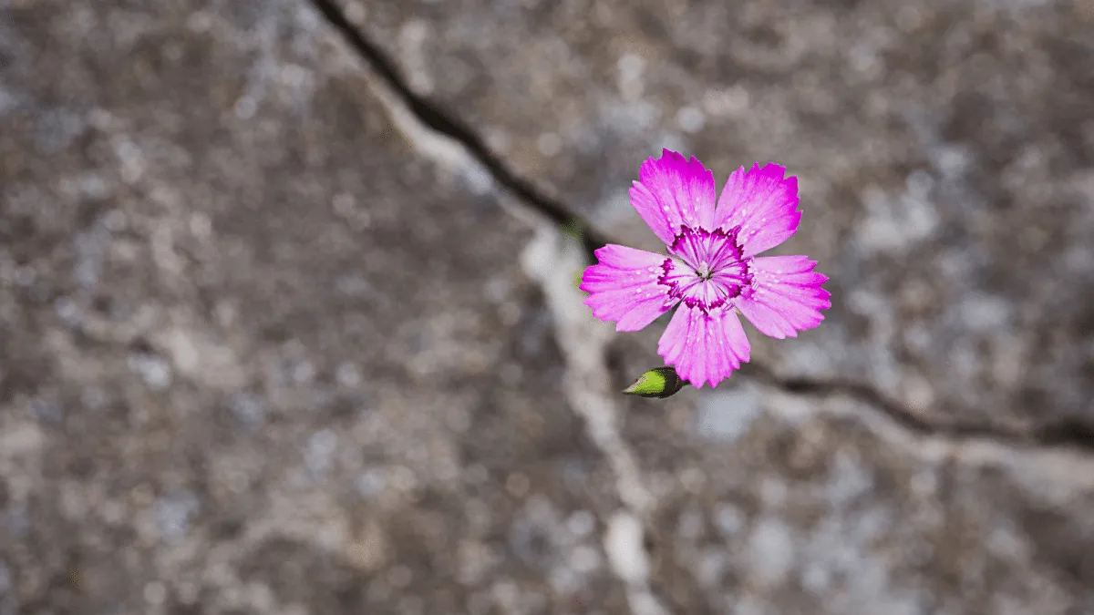 Como desarrollar la resiliencia en la edad adulta