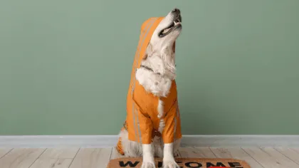 Protege a tus mascotas durante la temporada de lluvias