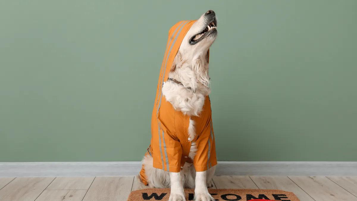 Protege a tus mascotas durante la temporada de lluvias