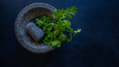 cilantro