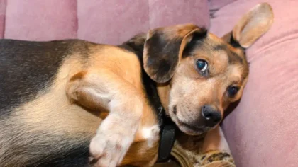 Como eliminar el olor a perro de toda la casa