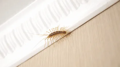 Razon para no matar un ciempies domestico