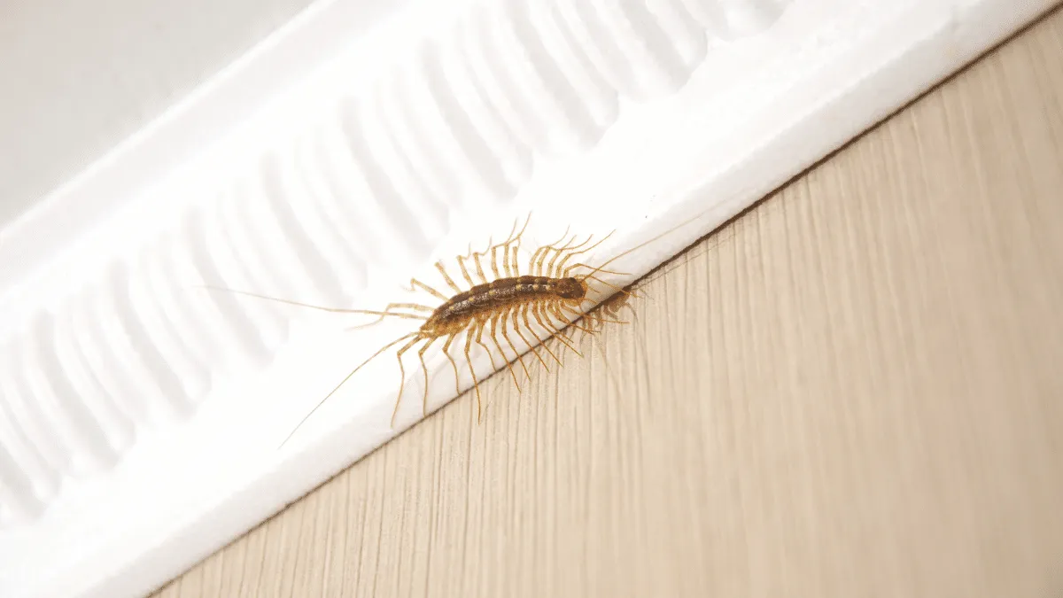 Razon para no matar un ciempies domestico