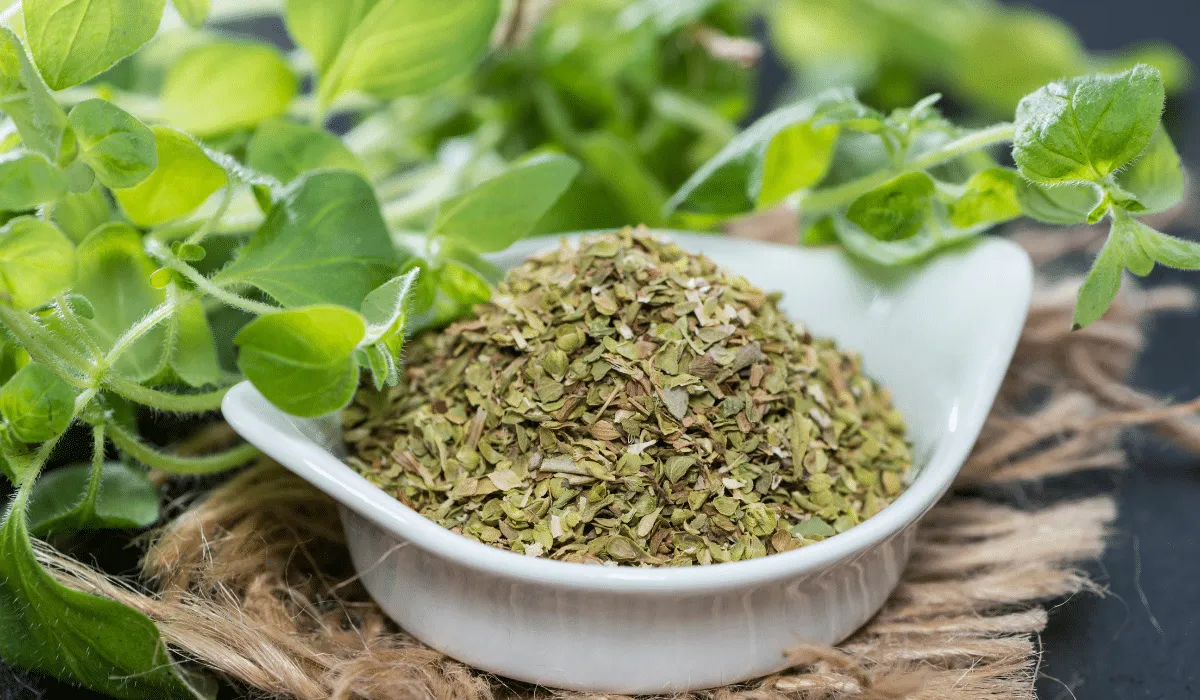 oregano