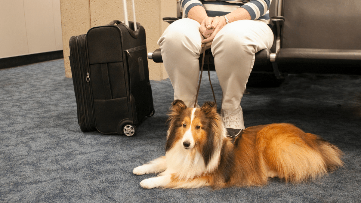 Consejos esenciales para viajar en avión con tu mascota