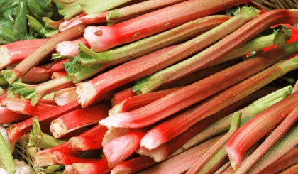 Descubre los múltiples beneficios del ruibarbo para la salud: