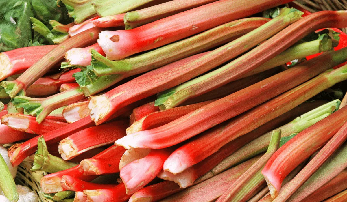 Descubre los múltiples beneficios del ruibarbo para la salud: