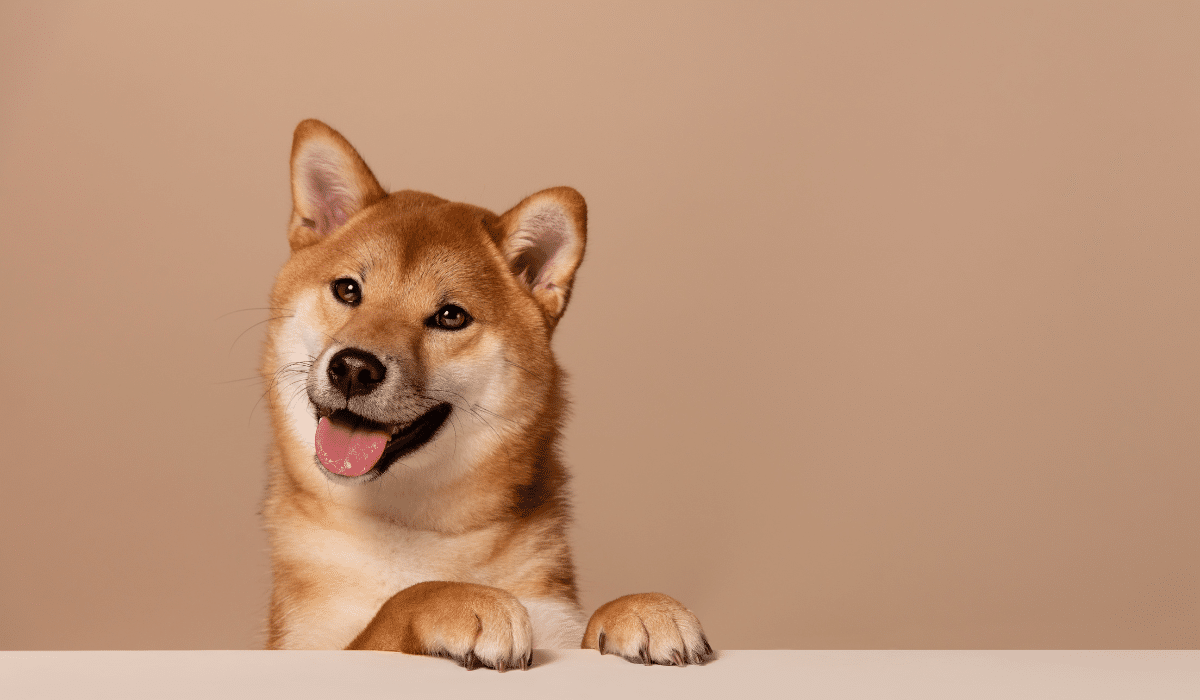 ¿Te has preguntado si tu perro puede detectar cuando le mientes? Conoce las sorprendentes habilidades de tu mascota para leer tus emociones y comportamientos.