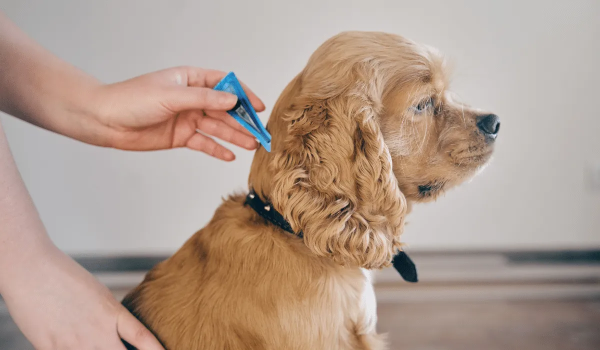 Protege a tu perro y a tu familia de enfermedades transmitidas por parásitos con esta innovadora solución anual.