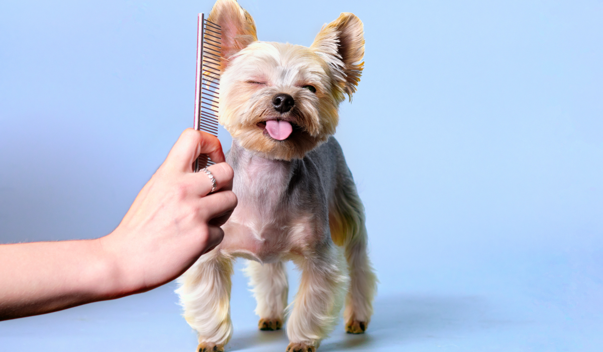 Cómo reducir la caída del pelo en tus mascotas