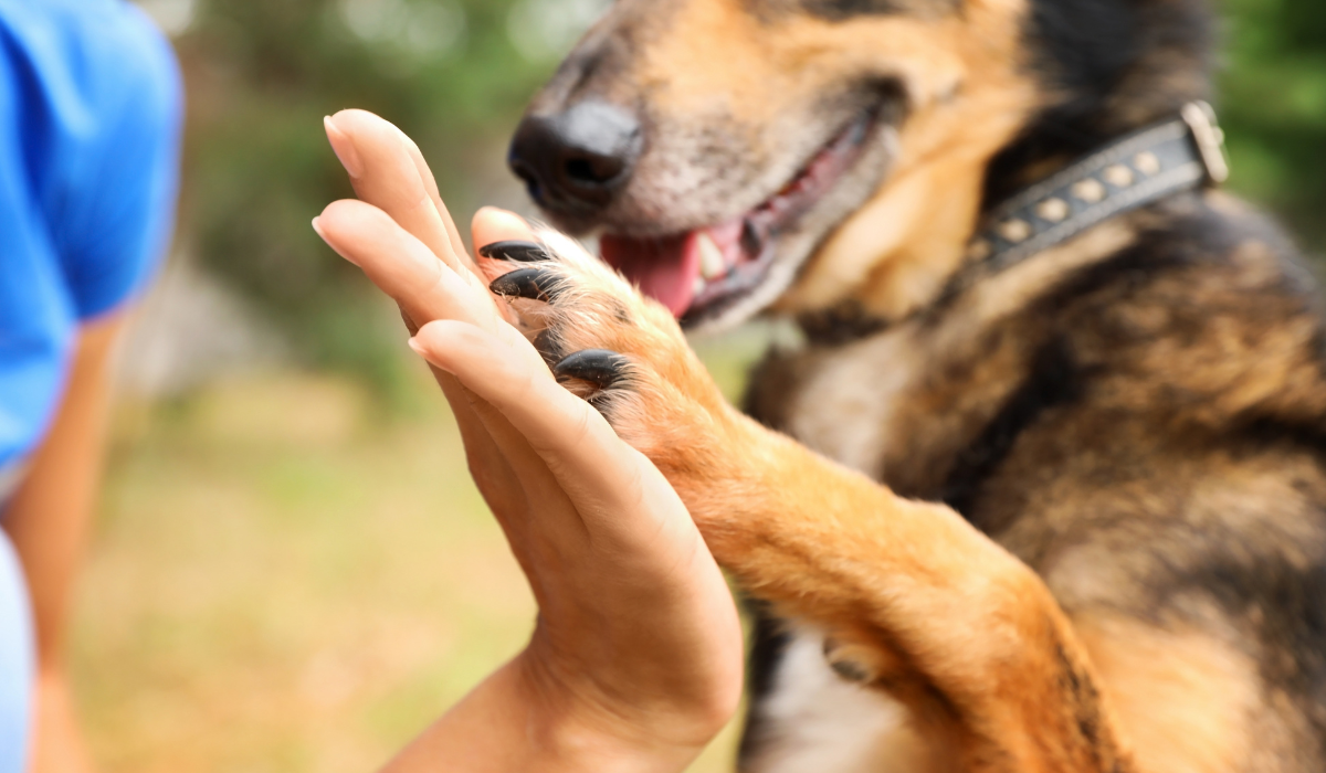 El Día del Rescatista Animal nos recuerda que todos podemos contribuir a mejorar la vida de los animales. ¡Adopta y haz la diferencia!