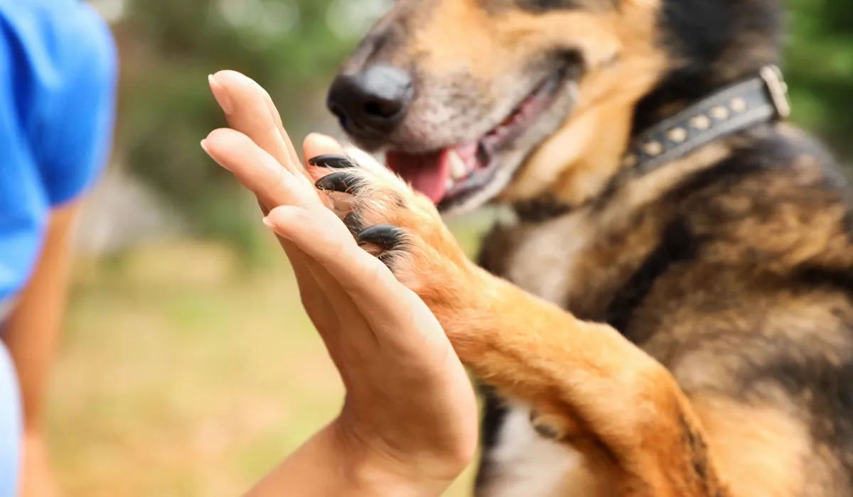 El Día del Rescatista Animal nos recuerda que todos podemos contribuir a mejorar la vida de los animales. ¡Adopta y haz la diferencia!