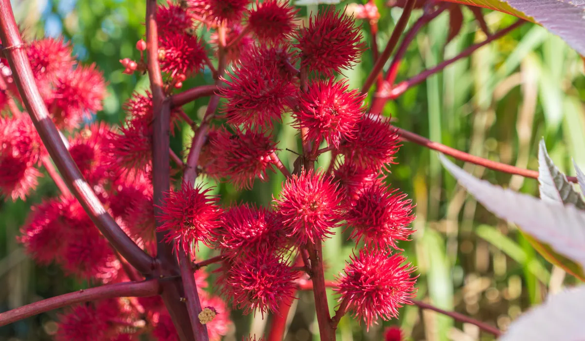 Estas 5 plantas pueden ser letales para los humanos