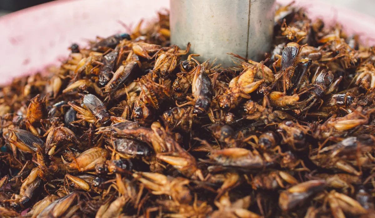 Los grillos ofrecen una alternativa deliciosa y saludable a las proteínas tradicionales.
