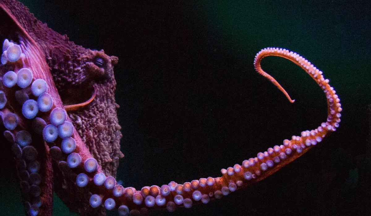 Quién heredaría la Tierra El futuro de las especies sin humanos