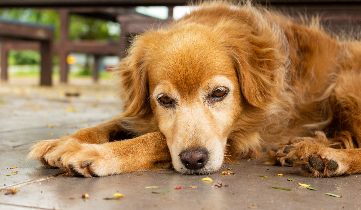 tu perro está deprimido