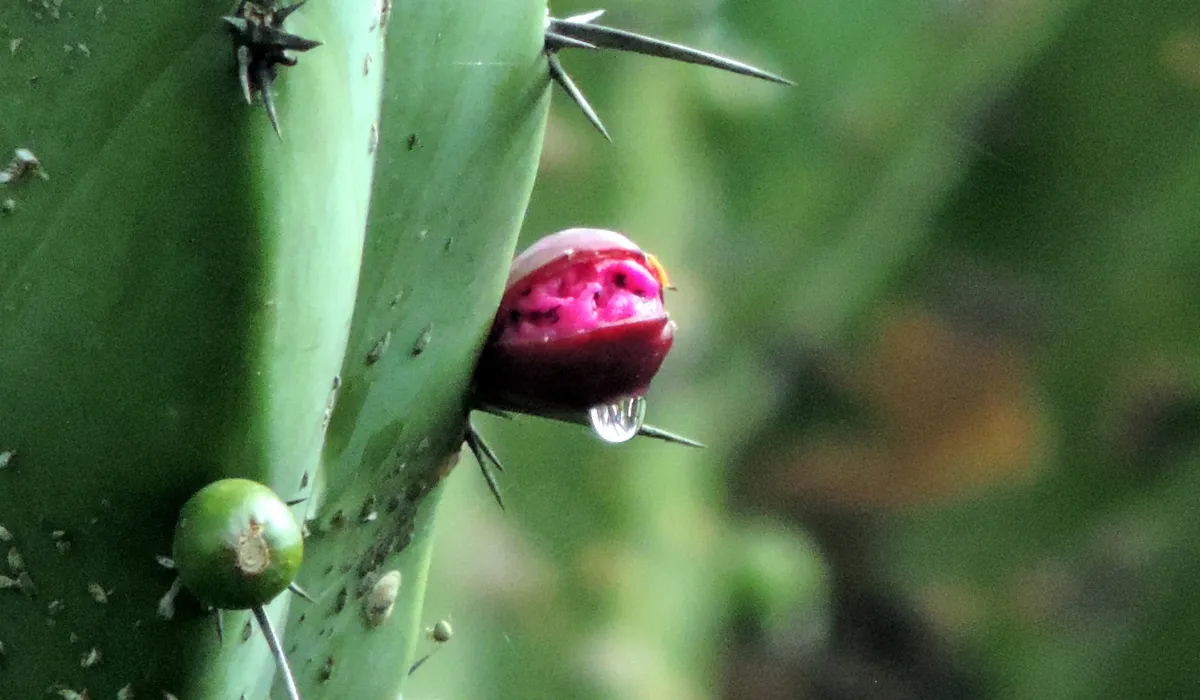 6 plantas comestibles de México