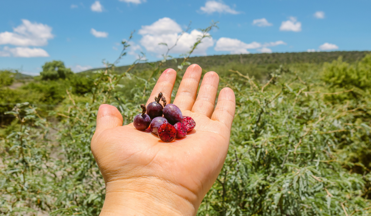 6 plantas comestibles de México -garambullo