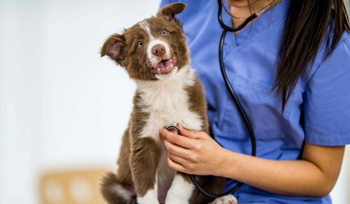 Consejos expertos para que tu cachorro disfrute sus visitas al veterinario