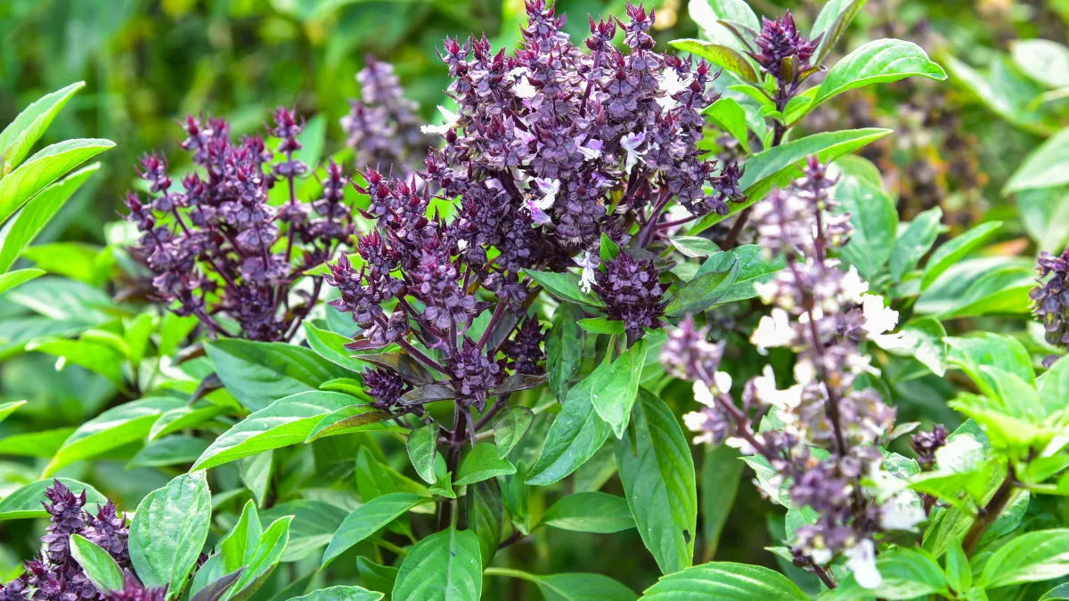 Las 5 plantas antimosquitos más efectivas