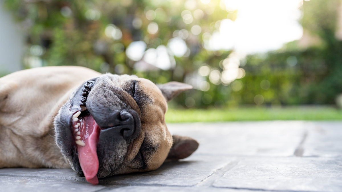 Formas efectivas de refrescar a tu perro en temporada de calor