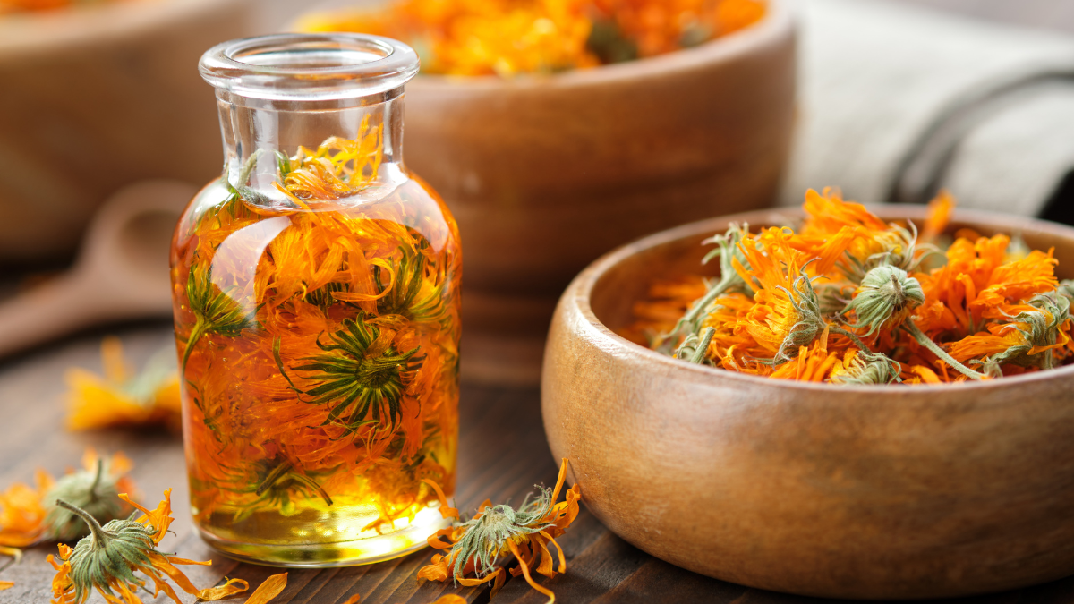 Caléndula: la flor que alivia tu digestión, desinflama y regenera la piel