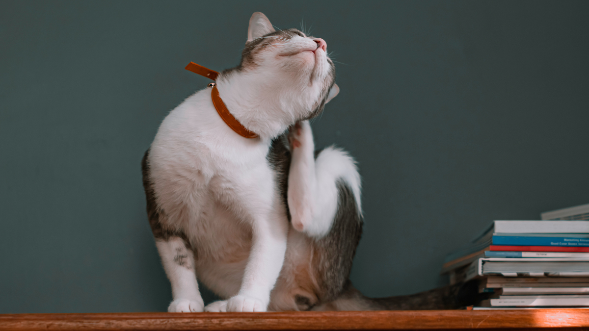 Cómo eliminar pulgas en gatos con solo 2 ingredientes