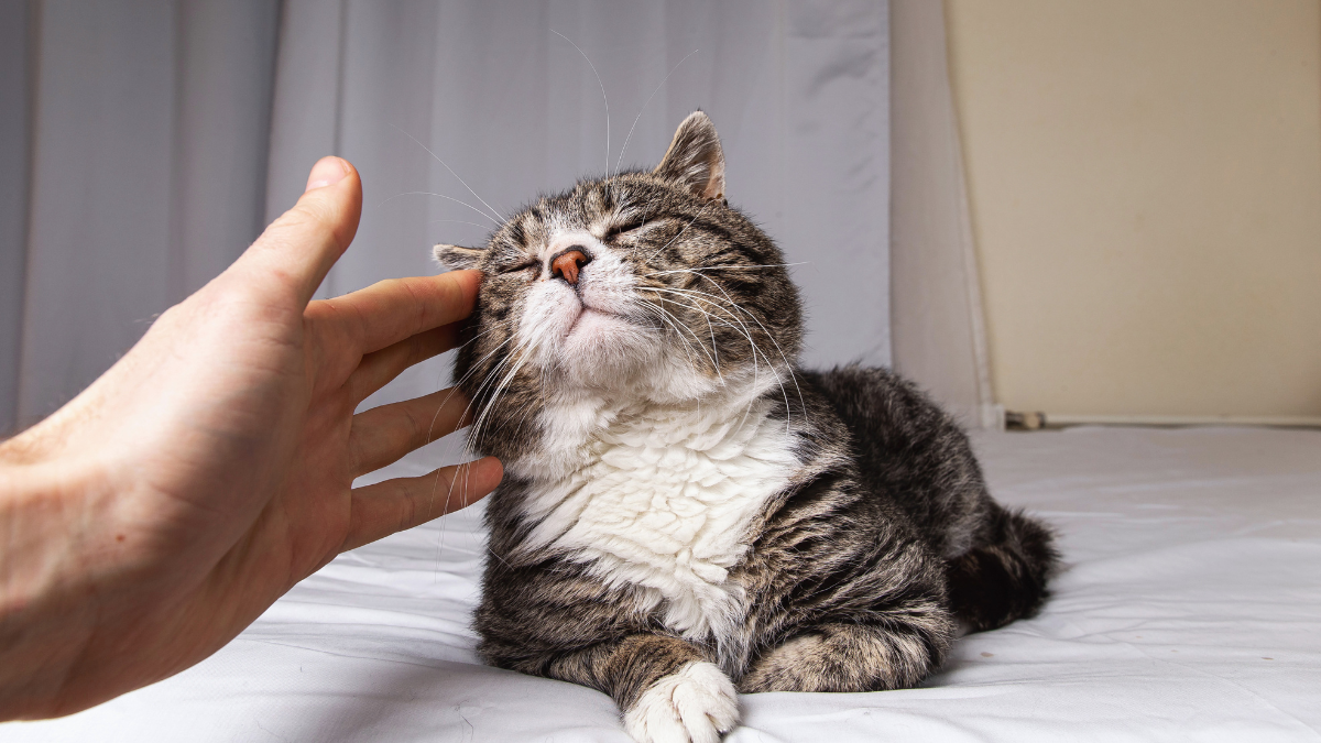 ¿Sabías que el ronronear de tu gato puede sanarte?