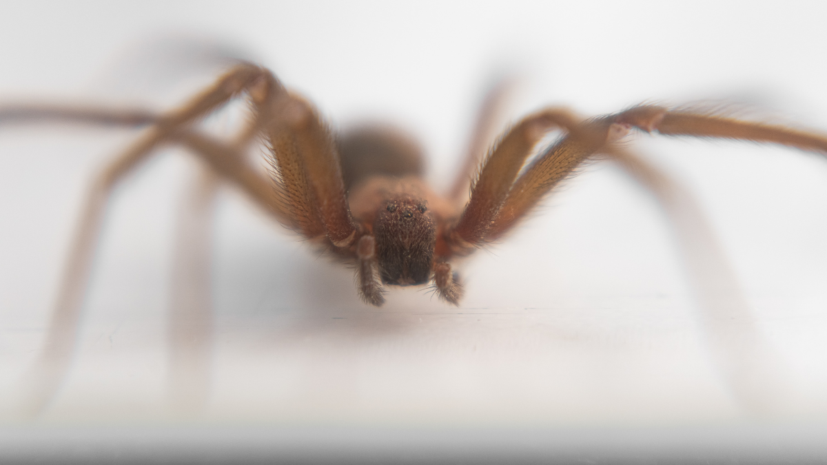 Araña violinista: cómo identificarla, cuándo aparece y dónde se esconde