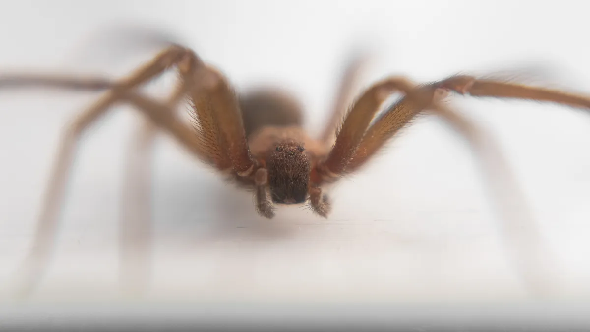 Araña violinista: ¿cómo protegerse de este arácnido mortal?