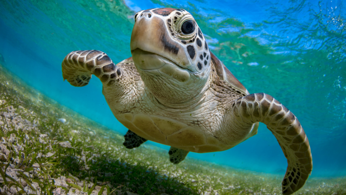 Aventura Verde Moda y conservación de tortugas marinas