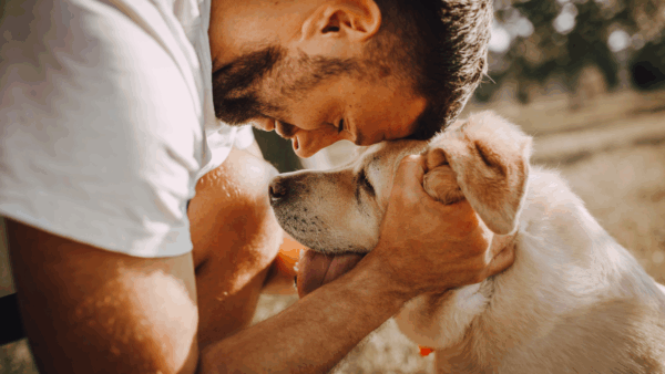 Cómo cuidar a un perro viejo guía para su bienestar en la vejez