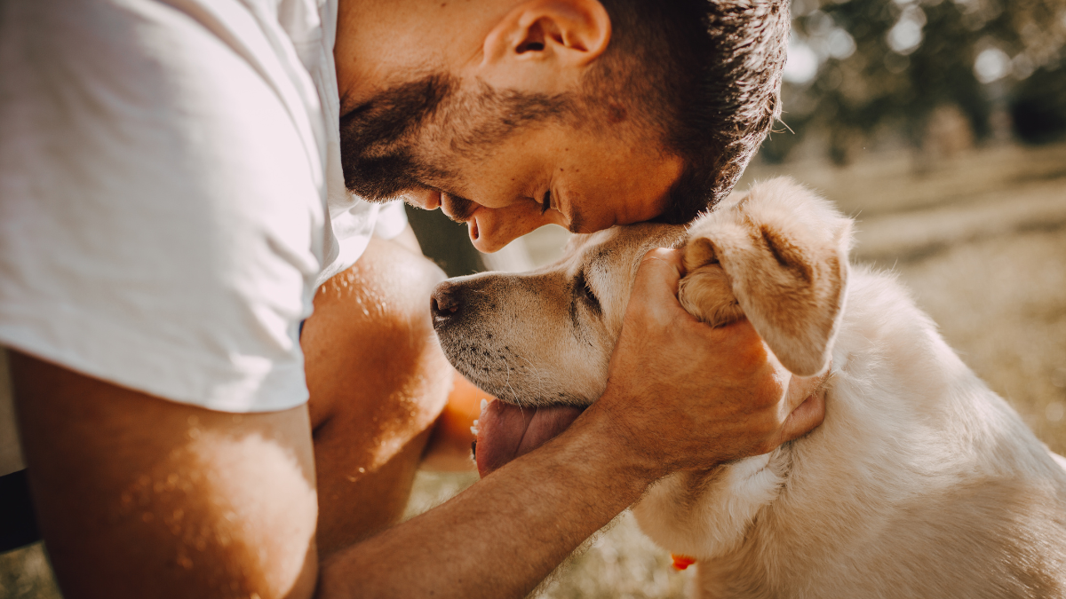 Cómo cuidar a un perro viejo: guía para su bienestar en la vejez