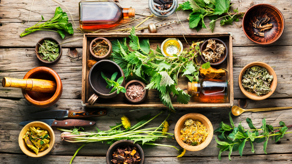 Tres plantas medicinales para prevenir enfermedades respiratorias, según la UNAM