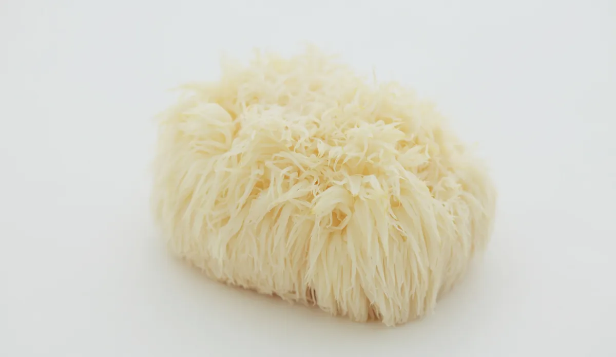 hongo melena de león