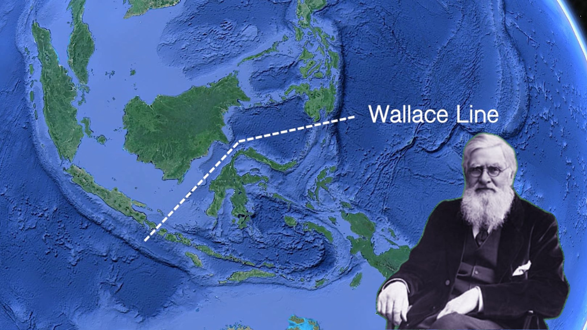 La línea de Wallace, el muro invisible que la fauna nunca cruzó