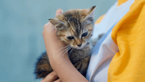 Acabas de adoptar un gato
