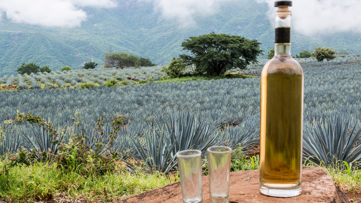 ¡Salud! México celebra el Día Internacional del Tequila: Más que una bebida, un embajador cultural