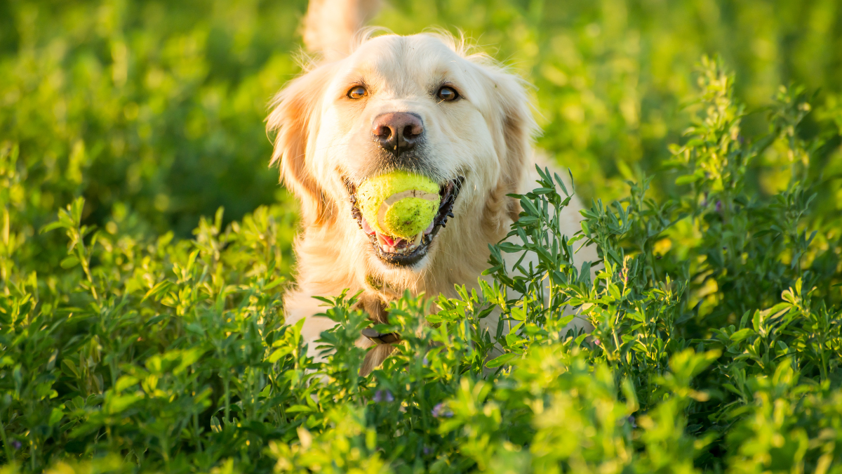 Día del Perro: 3 hábitos que tu mascota necesita para proteger tu salud