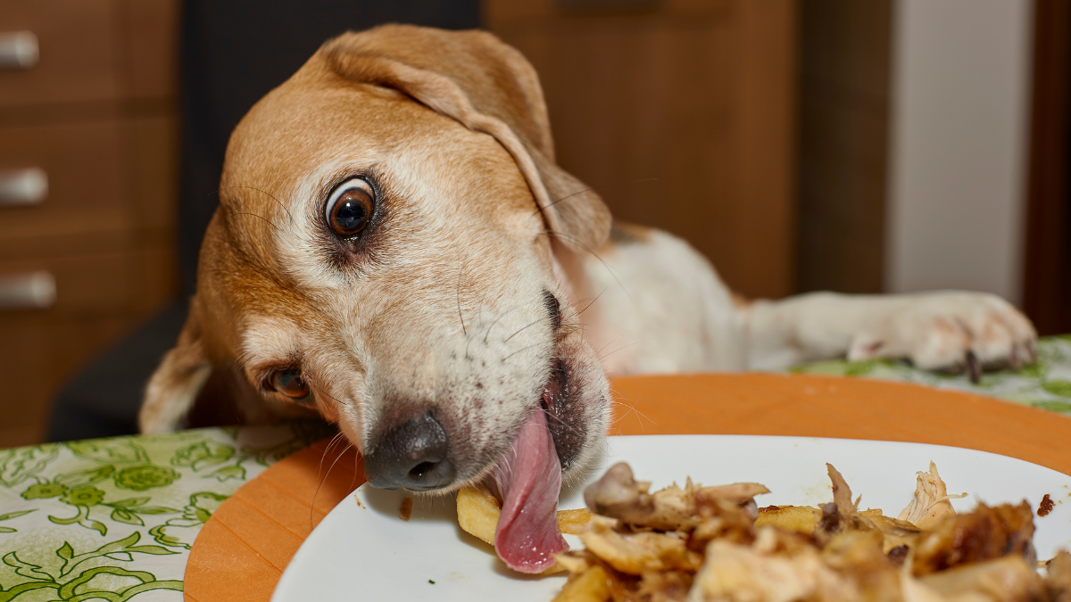 Estos 8 alimentos pueden ser tóxicos para tu perro ¡Evítalos!
