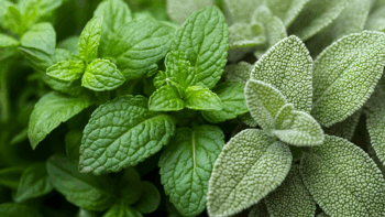 Jugo de salvia y menta