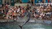 La Ley Mincho prohíbe el uso de delfines y orcas en espectáculos.