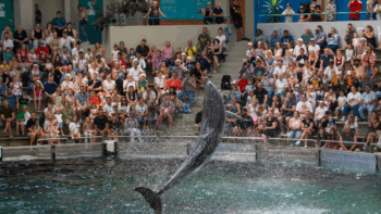 La Ley Mincho prohíbe el uso de delfines y orcas en espectáculos.