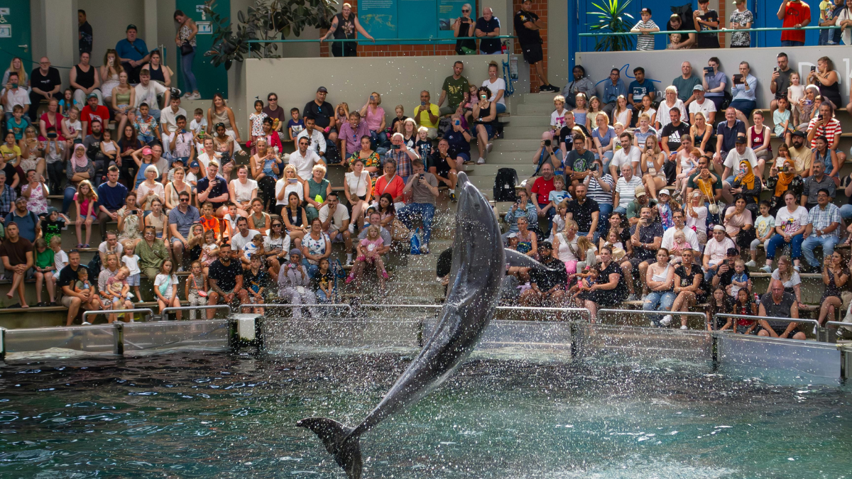 Ley Mincho: México dice adiós a los espectáculos con delfines