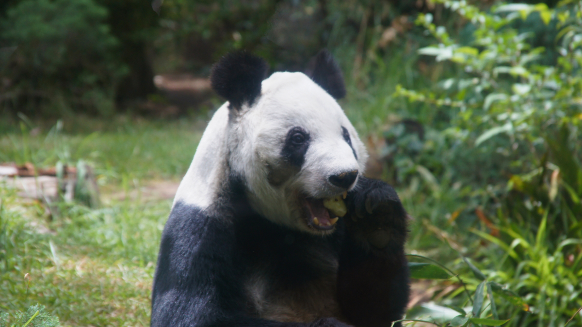 Xin Xin panda gigante