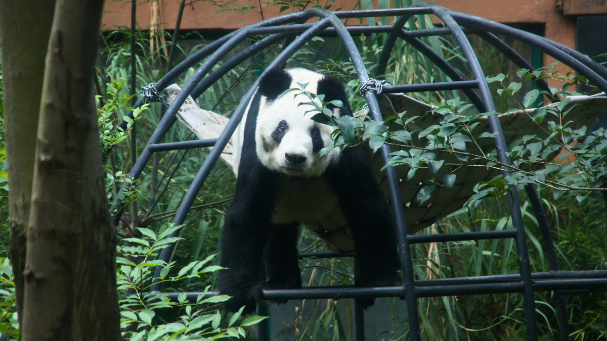 ¿Xin Xin se despide? La entrañable panda de Chapultepec entra en la última etapa de su vida